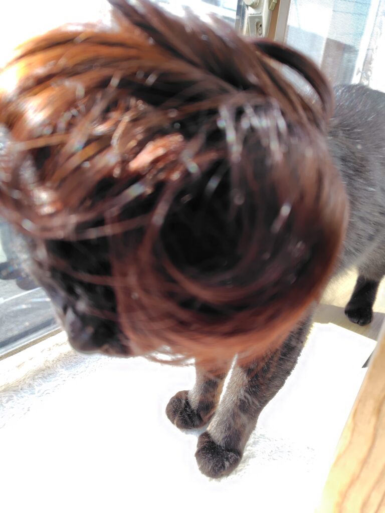 猫にヅラを試着1
健康の森整体院