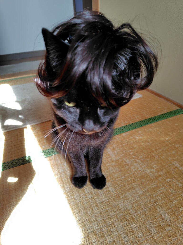 猫にヅラを試着2
健康の森整体院