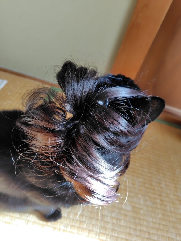 猫にヅラを試着3
分け目もあります。
健康の森整体院