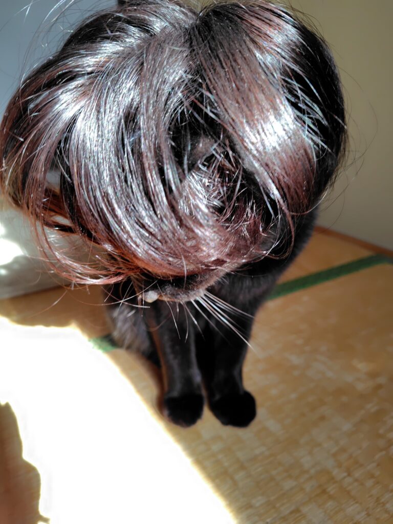 猫にヅラを試着4
健康の森整体院